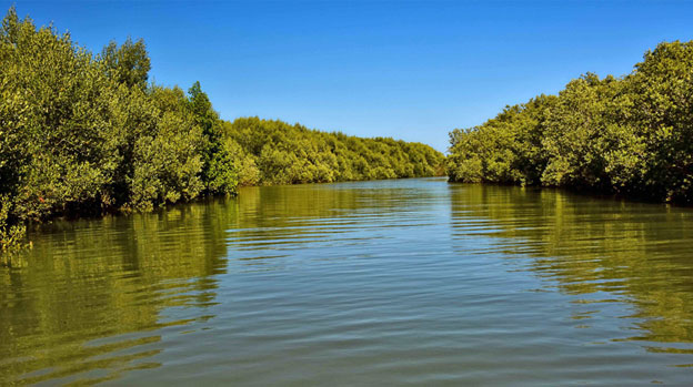 Mangroves-Madagascar.jpg